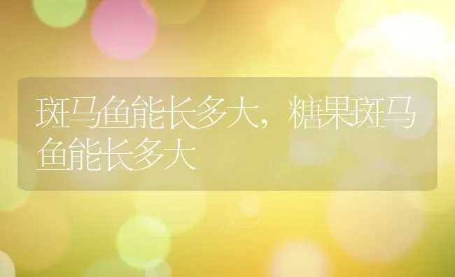 斑马鱼能长多大,糖果斑马鱼能长多大 | 养殖科普