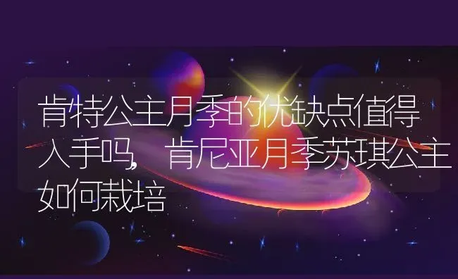 肯特公主月季的优缺点值得入手吗,肯尼亚月季苏琪公主如何栽培 | 养殖学堂