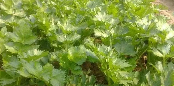 种植芹菜要想提高产量与质量，可选用这六种生长调节剂！ | 妙招大全