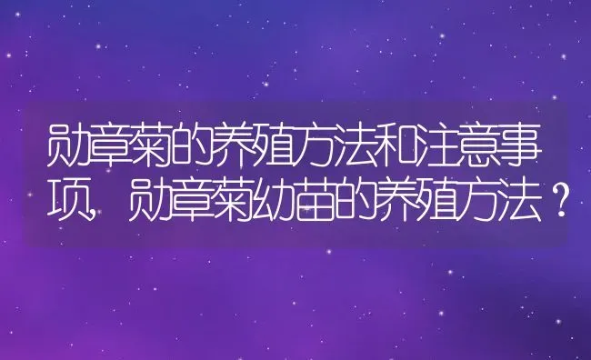 勋章菊的养殖方法和注意事项,勋章菊幼苗的养殖方法？ | 养殖科普