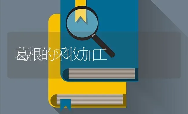 葛根的采收加工 | 养殖技术大全