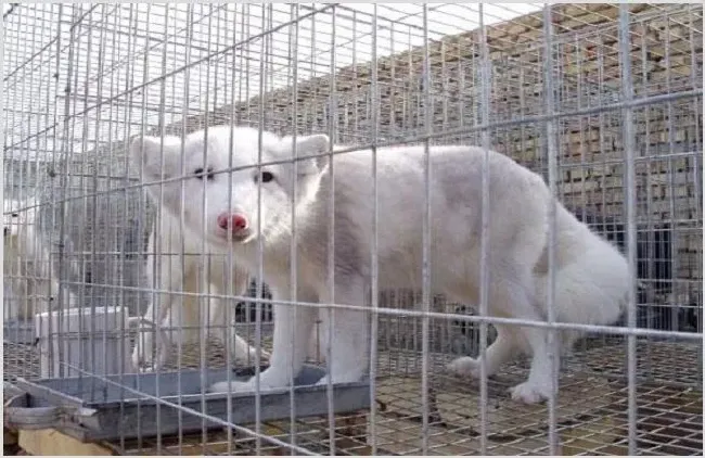 狐狸养殖的成本与利润 | 三农知识