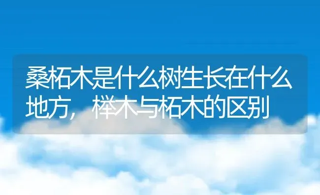 桑柘木是什么树生长在什么地方,榉木与柘木的区别 | 养殖学堂