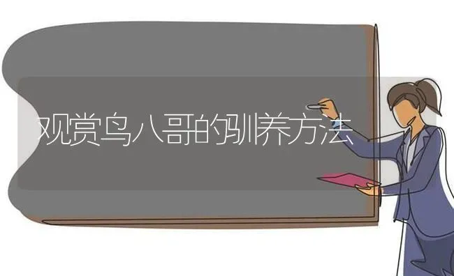 观赏鸟八哥的驯养方法 | 养殖技术大全
