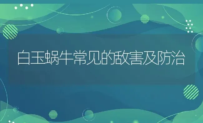 白玉蜗牛常见的敌害及防治 | 养殖学堂