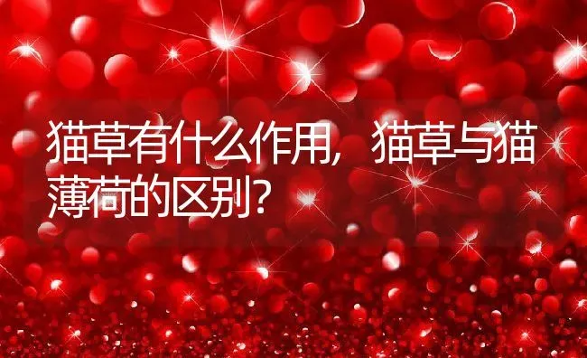 猫草有什么作用,猫草与猫薄荷的区别？ | 养殖科普