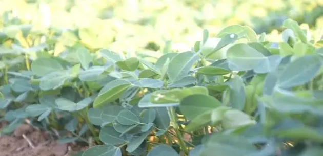 夏花生种植时间和方法,夏季花生带壳种植技术？