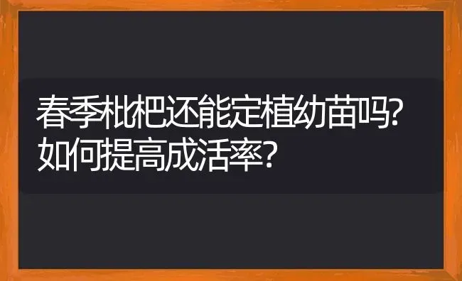 春季枇杷还能定植幼苗吗?如何提高成活率? | 养殖技术大全