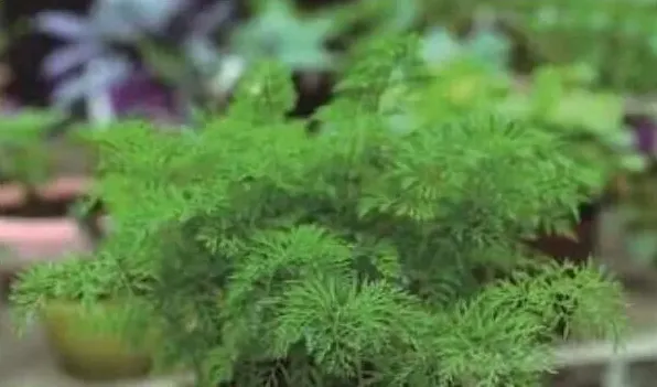 红萝卜盆栽的方法 | 常识大全
