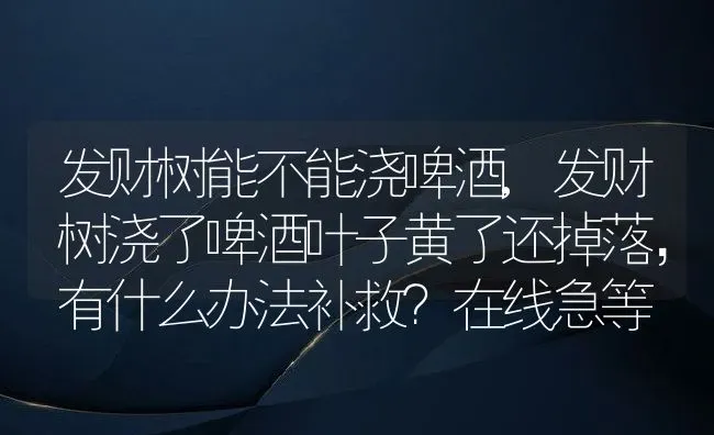 发财树能不能浇啤酒,发财树浇了啤酒叶子黄了还掉落，有什么办法补救？在线急等 | 养殖学堂