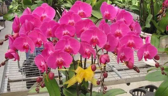 蝴蝶兰怎么养护,蝴蝶兰花养殖方法？
