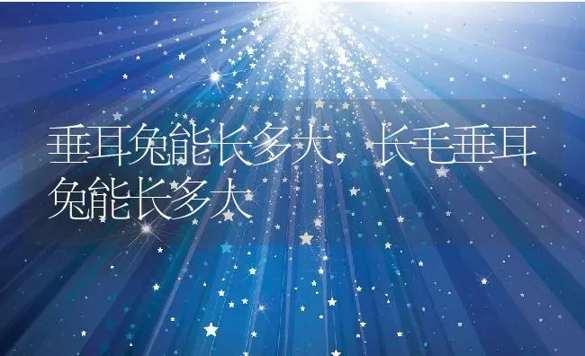 垂耳兔能长多大,长毛垂耳兔能长多大 | 养殖资料