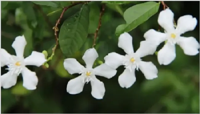 水梅花用什么肥料 | 常识大全