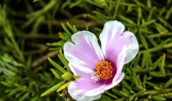 太阳花有毒素吗 | 实用知识