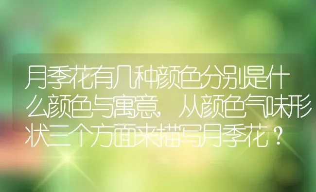 月季花有几种颜色分别是什么颜色与寓意,从颜色气味形状三个方面来描写月季花？ | 养殖科普