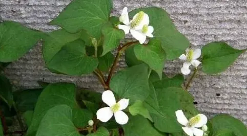 外治巧用鱼腥草/ 海螵蛸治脾虚胃寒 | 常识大全