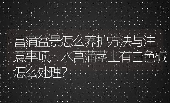 菖蒲盆景怎么养护方法与注意事项,水菖蒲茎上有白色碱怎么处理？ | 养殖科普