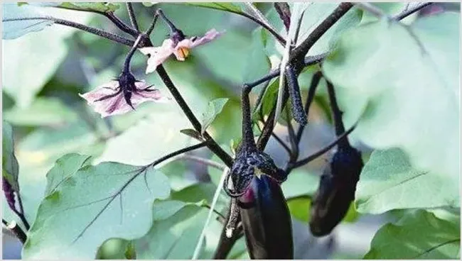 茄子低温障碍的防治方法 | 常识大全