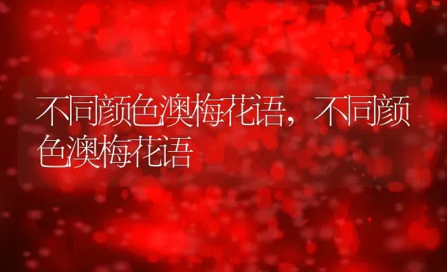 不同颜色澳梅花语,不同颜色澳梅花语 | 养殖科普