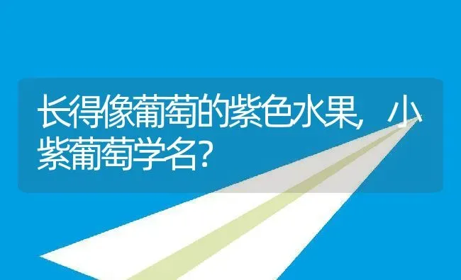 长得像葡萄的紫色水果,小紫葡萄学名？ | 养殖科普