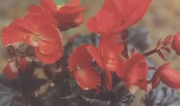 蟆叶秋海棠有毒吗 | 妙招大全