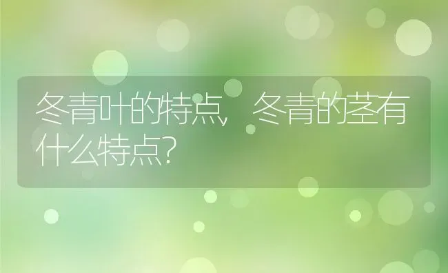 冬青叶的特点,冬青的茎有什么特点？ | 养殖科普