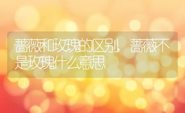 蔷薇和玫瑰的区别,蔷薇不是玫瑰什么意思 | 养殖学堂