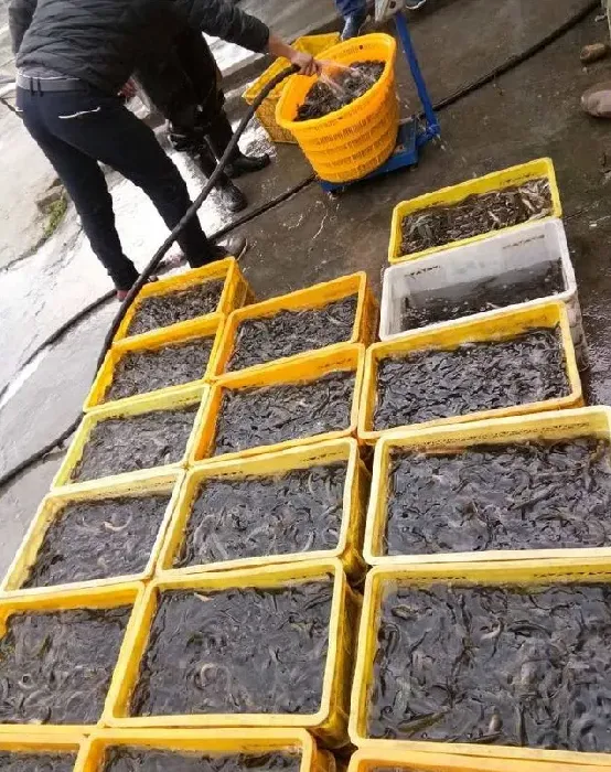 泥鳅苗价格为何有的很高，有的却很低？ | 三农知识