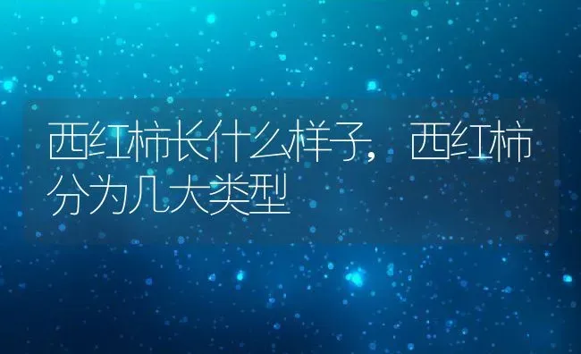 西红柿长什么样子,西红柿分为几大类型 | 养殖学堂