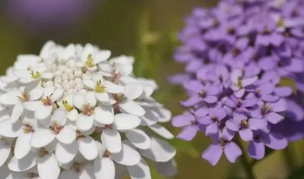 蜂室花有毒吗 | 生活妙招