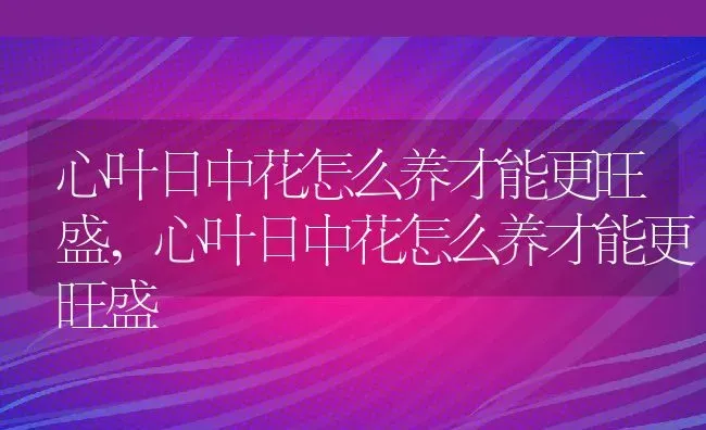 心叶日中花怎么养才能更旺盛,心叶日中花怎么养才能更旺盛 | 养殖科普