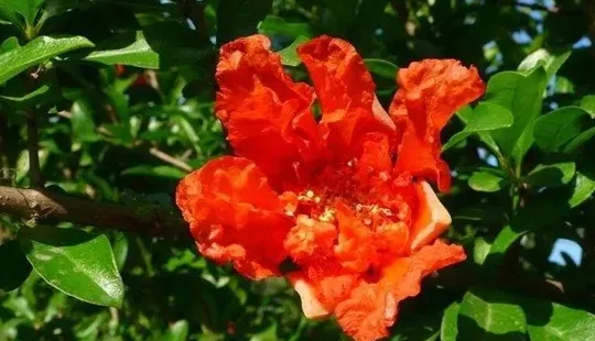 石榴花什么季节开花,石榴几月开花？