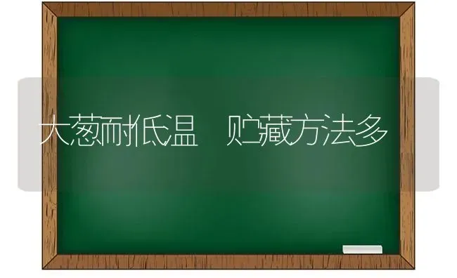 大葱耐低温 贮藏方法多 | 养殖知识