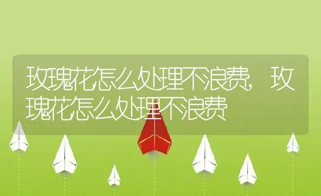 玫瑰花怎么处理不浪费,玫瑰花怎么处理不浪费 | 养殖科普