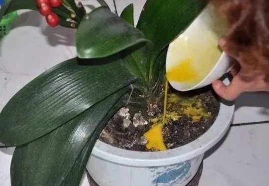 君子兰可以用鸡蛋当肥料吗,君子兰怎么加鸡蛋？