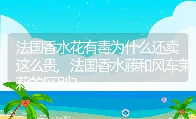 海藻球怎么养炸毛,吕妃海藻控油洗发水怎么样？ | 养殖科普