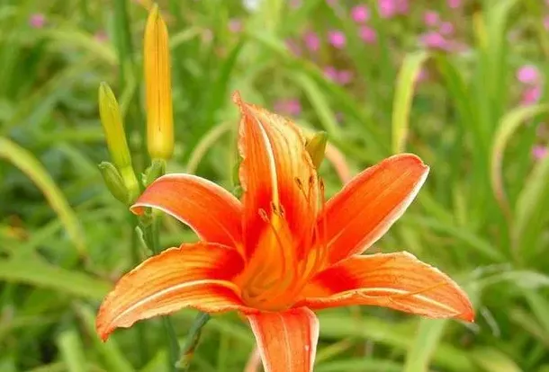 萱草花就是黄花菜吗,黄花菜和金针菜区别？