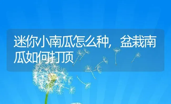迷你小南瓜怎么种,盆栽南瓜如何打顶 | 养殖学堂