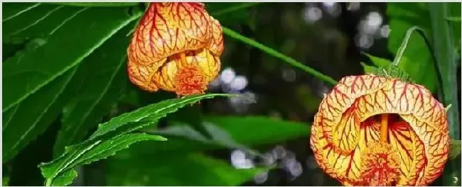 悬铃花有什么功效 | 生活常识