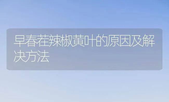 早春茬辣椒黄叶的原因及解决方法 | 养殖技术大全