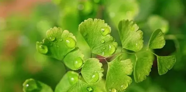 不用太阳的植物 | 妙招大全