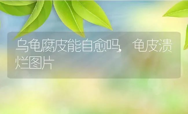 乌龟腐皮能自愈吗,龟皮溃烂图片 | 养殖科普