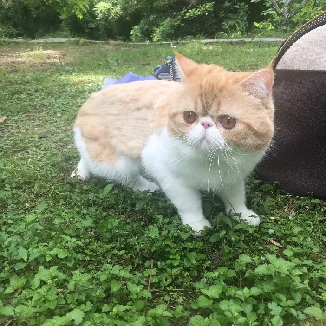加菲猫怎么养,加菲猫如何才能养好？