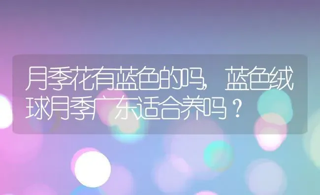 月季花有蓝色的吗,蓝色绒球月季广东适合养吗？ | 养殖科普