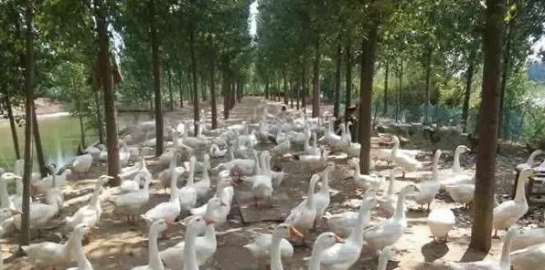 夏季肉鹅饲养管理注意什么 | 农广天地