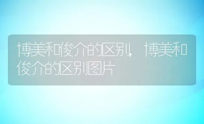 博美和俊介的区别,博美和俊介的区别图片 | 养殖资料