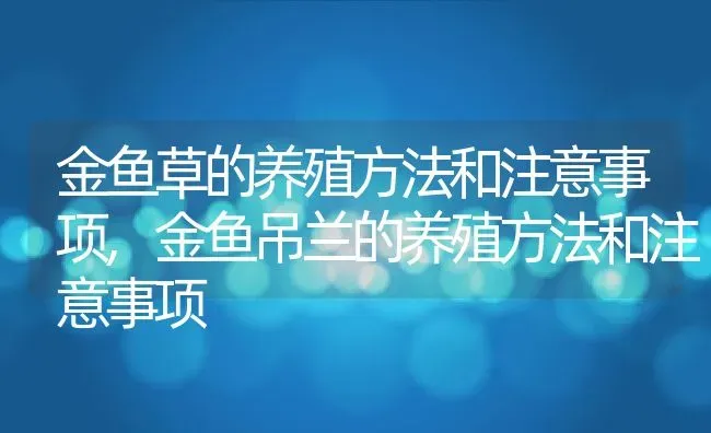 金鱼草的养殖方法和注意事项,金鱼吊兰的养殖方法和注意事项 | 养殖科普