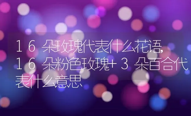 16朵玫瑰代表什么花语,16朵粉色玫瑰+3朵百合代表什么意思 | 养殖学堂