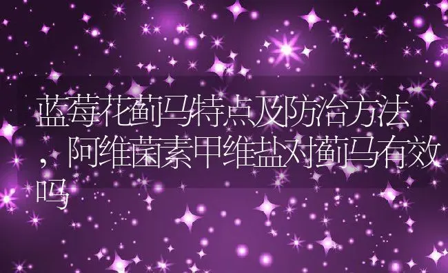 蓝莓花蓟马特点及防治方法,阿维菌素甲维盐对蓟马有效吗 | 养殖学堂