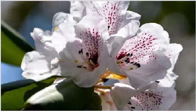 西洋鹃一年开几次花 | 常识大全